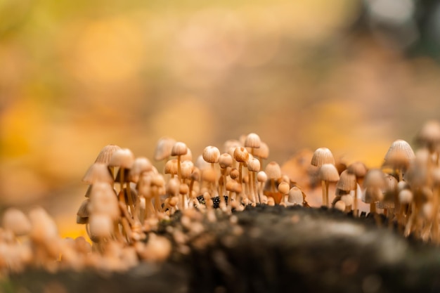 Photo champignons sur un journal avec un arrière-plan flou