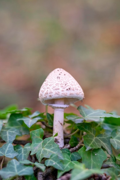 Champignons Macrolepiota procera lepiota procera poussant dans l'herbe