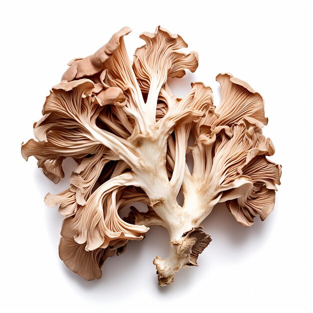 Photo des champignons maitake sur fond blanc