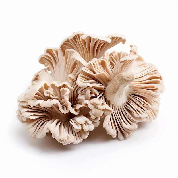 Des champignons Maitake sur fond blanc