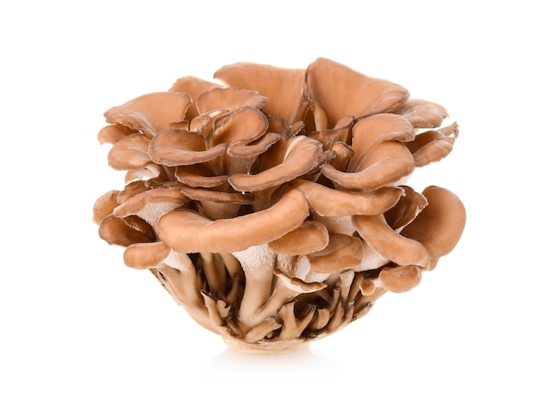 Champignons Maitake isolés sur blanc