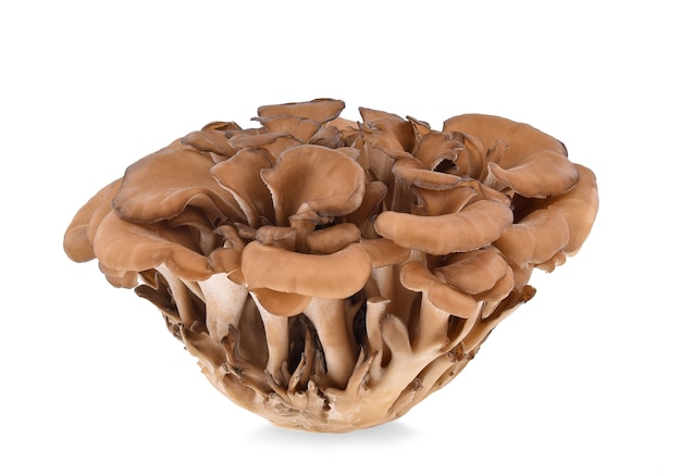 Champignons Maitake isolés sur blanc