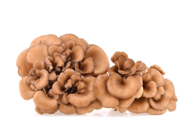 Photo champignons maitake isolés sur fond blanc