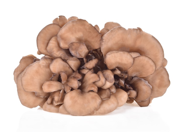 Champignons Maitake isolés