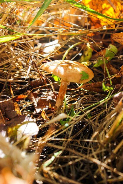 Champignons de miel d'automne dans la forêt