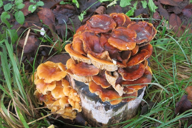 Champignons de miel de champignons orange rouge sur un tronc d'arbre