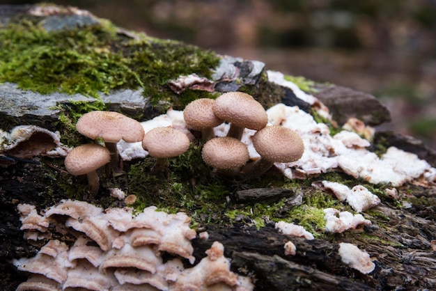 Photo champignons de miel dans la forêt d'automne