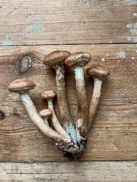 Les champignons de miellat sont allongés sur une table en bois Vue d'en haut Copier l'espace