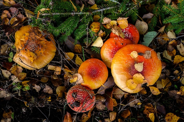 Champignons mouche agaric rouge sur un arbre dans la forêt