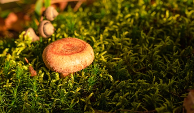 Champignons sur mousse avec un escargot au sol