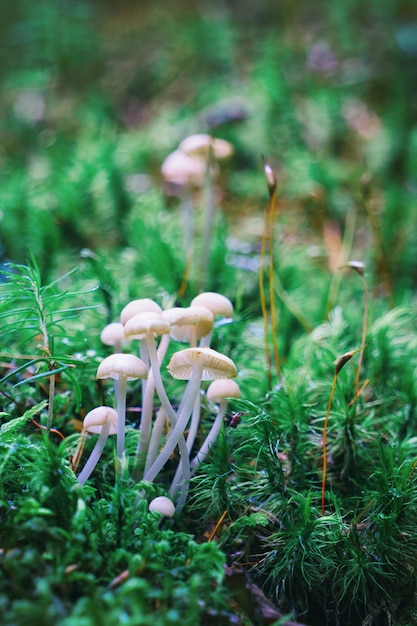 Champignons Mycena sur l'herbe et la mousse