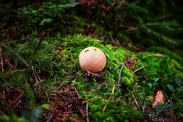 Champignons non comestibles dans la forêt parmi les branches de mousse et les aiguilles de conifères