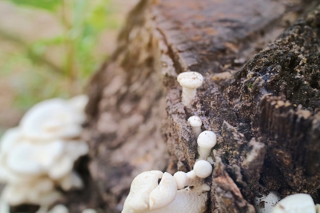 Champignons Nouveau-nés Sur Le Bois Avec Lumière Le Matin. Nature Et Nourriture Concept.