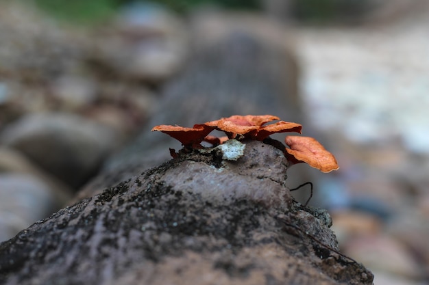 Champignons orange sur bois sec