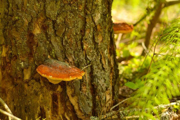 Champignons orange sur le tronc d'un vieil arbre recouvert de lumière verte dans la forêt de printemps