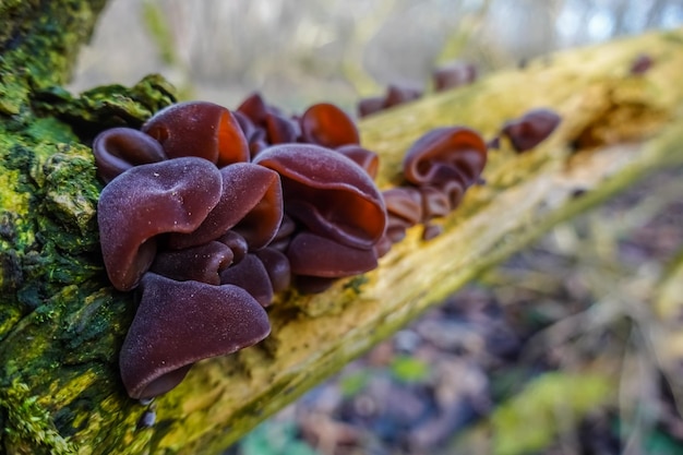 Champignons d'oreille en bois frais sur un buisson aîné mort dans la forêt