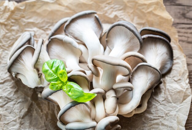 champignons Oyster