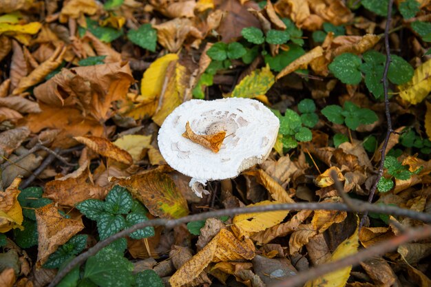 Champignons de paille dans la forêt