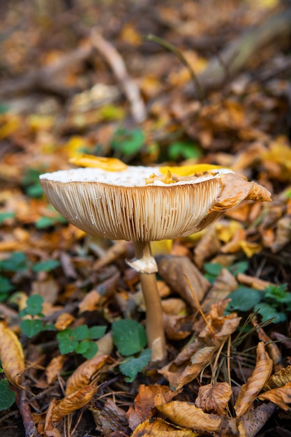 Les champignons de paille ressemblent à un parapluie. l'automne.