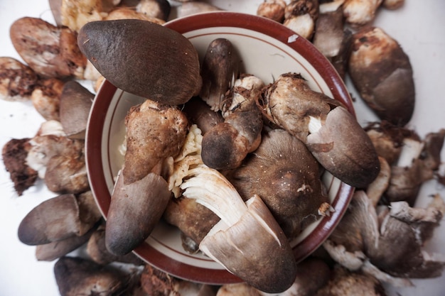 Photo les champignons de palmier