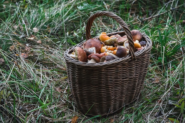 Champignons sur panier