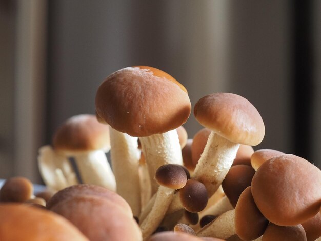 Champignons de peuplier alias velours pioppini nourriture aux champignons