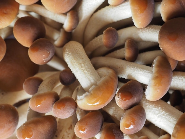 Champignons de peuplier alias velours pioppini nourriture aux champignons