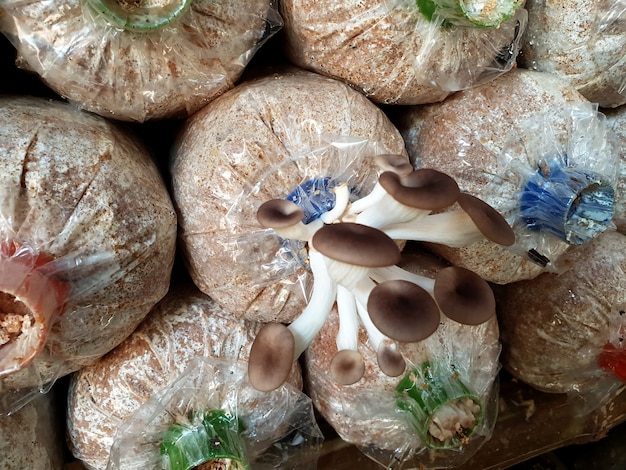 Photo champignons phénix frais poussant dans un cube à la ferme aux champignons