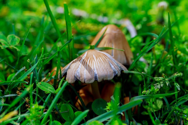 Champignons la photo d&#39;herbe, champignons sauvages comestibles champignons toxiques