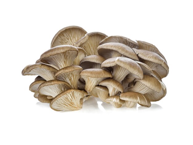 Champignons pleurotes sur fond blanc