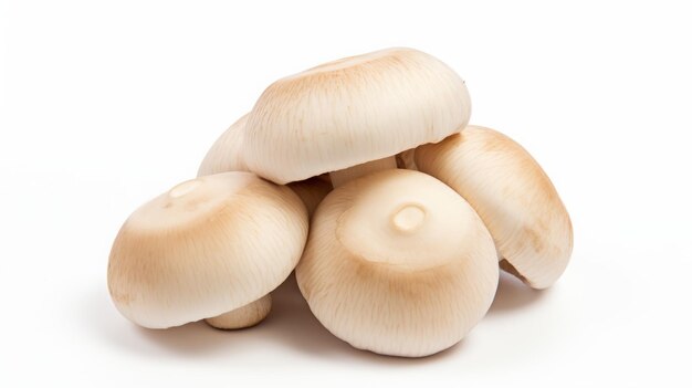 des champignons porcini sur un fond blanc