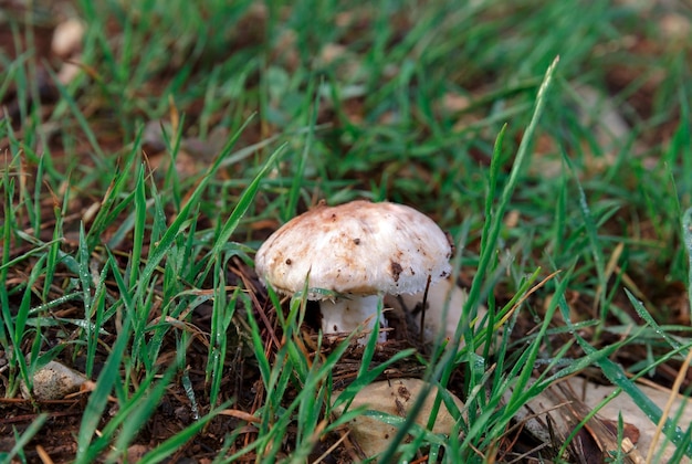 Champignons poussant dans leur habitat naturel