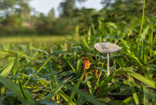 Champignons poussant dans la parcelle d'herbe verte