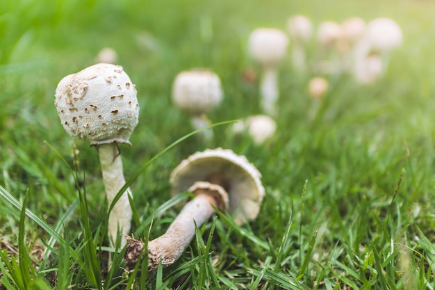 champignons poussant sur l'herbe verte