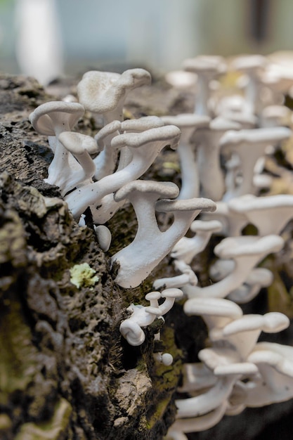 Les champignons poussent sur les arbres morts