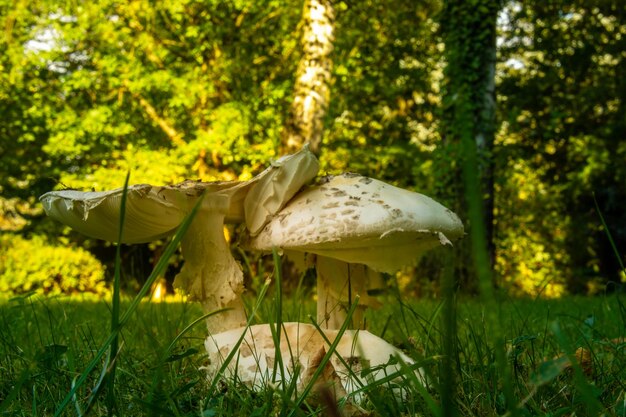 Les champignons poussent sur le champ