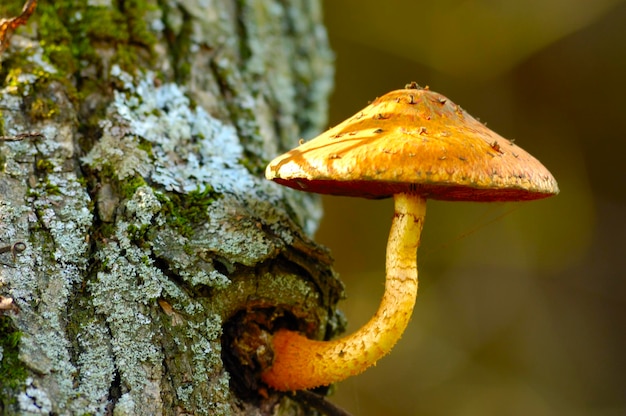 Les champignons poussent dans la forêt sous les arbres Concept de saison d'automne Ukraine Sharovka