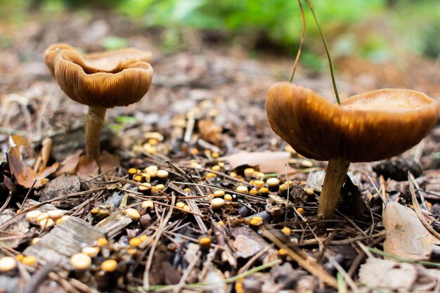 Les champignons poussent du sol dans la forêt