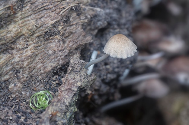 champignons psathyrellaceae qui poussent du sol