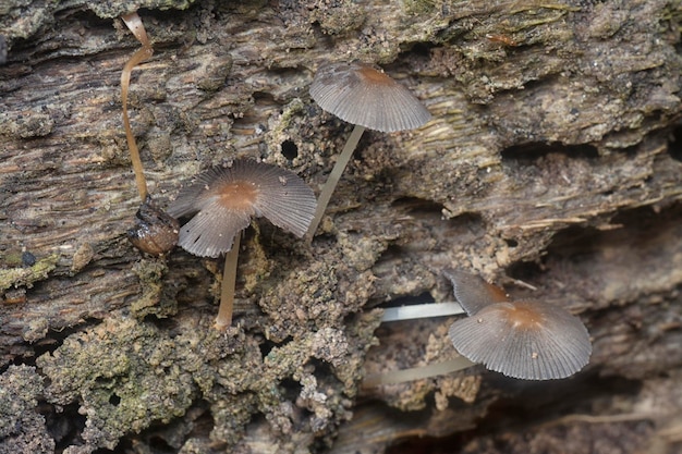 champignons psathyrellaceae qui poussent du sol