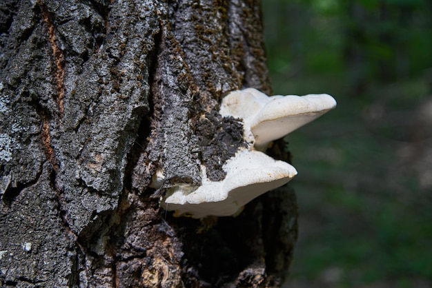 Photo champignons qui poussent sur les arbres fond naturel