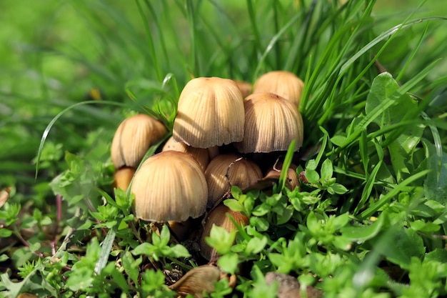 Les champignons qui poussent dans le jardin, les champignons sauvages dans l'herbe.