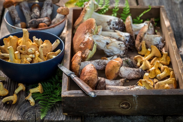 Champignons sauvages crus pleins de saveur et aromatiques