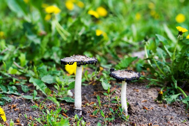 Champignons sauvages dans la forêt