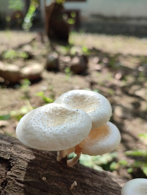 Des champignons sauvages dans la forêt