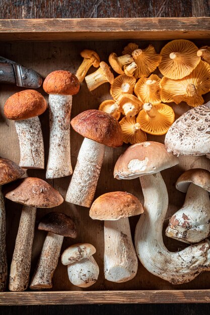 Champignons sauvages et frais directement de la forêt