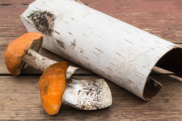 Champignons sauvages Leccinum Aurantiacum et écorce de bouleau