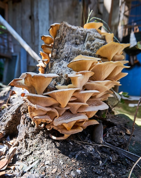 Champignons sauvages poussant sur des troncs d'arbres morts