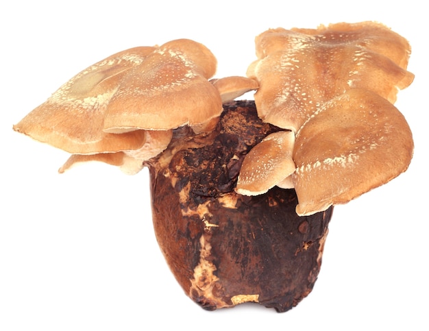 Les champignons Shiitake comestibles émergent de la graine sur fond blanc