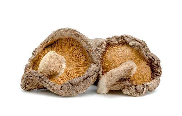 champignons shiitake secs isolés sur fond blanc